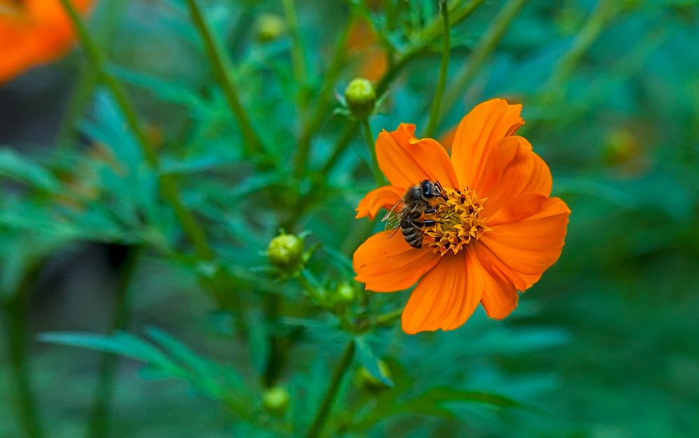 Photograph by Hikmet Sadixov