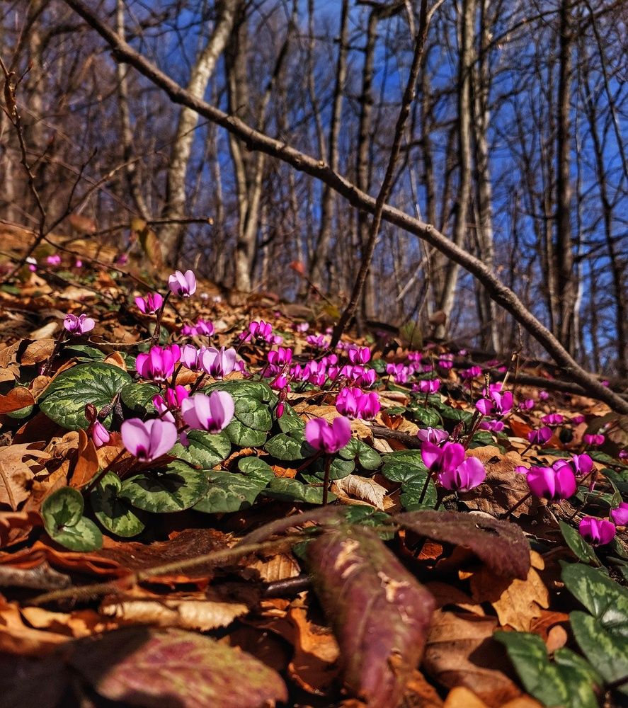 Photograph by Юлия Коробкова