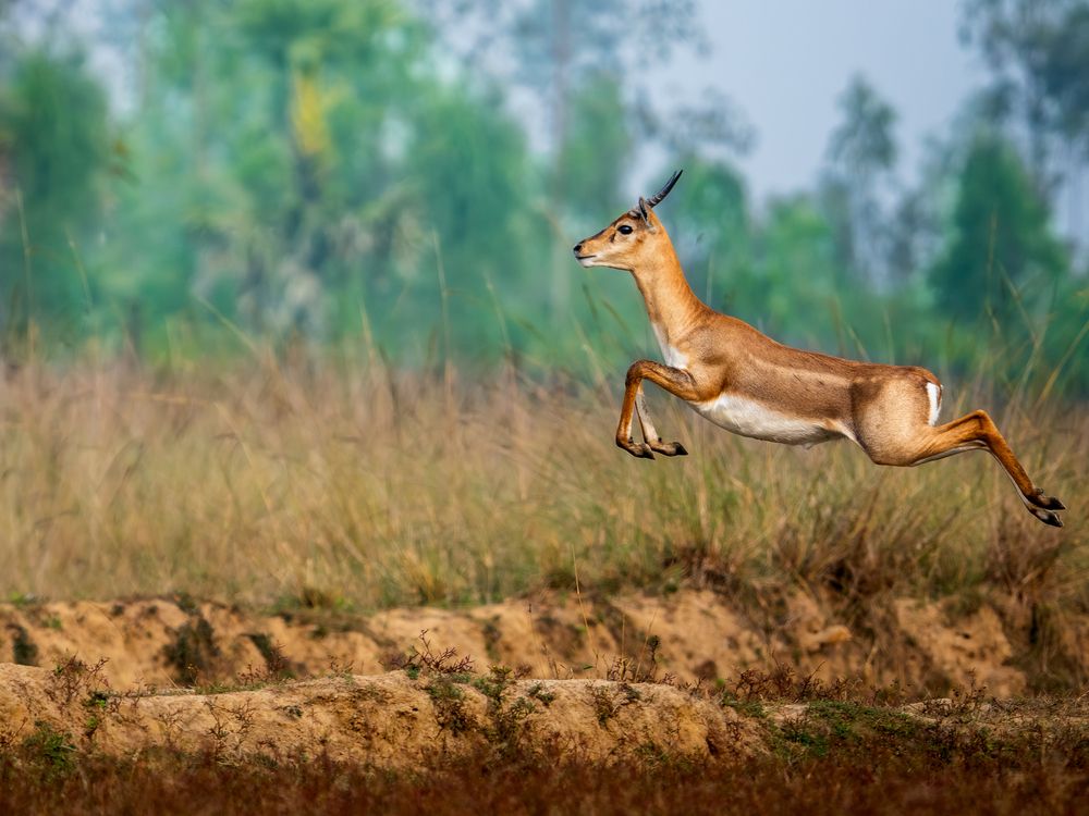 Black Buck juvenile
