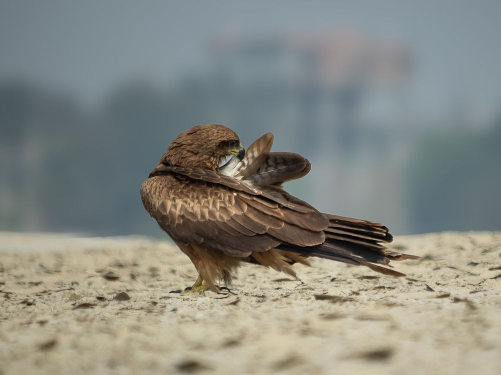 Photograph by Md. Shahriar Islam