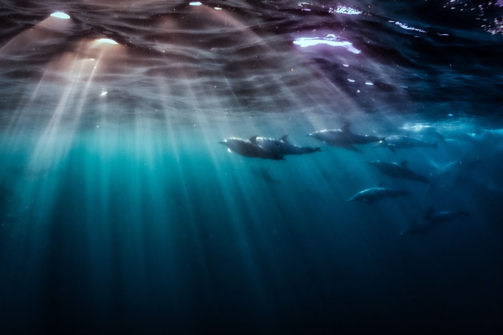 Фотография автора Rolando di lauro