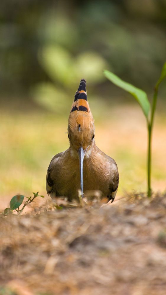 Photograph by Md. Shahriar Islam