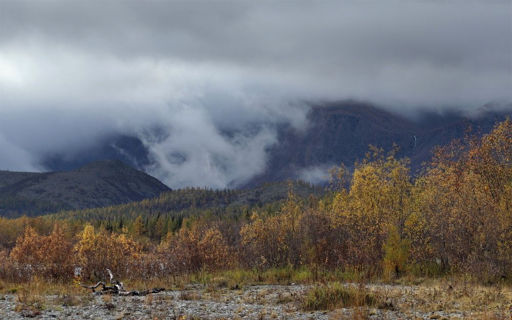 "Золотая" осень на берегах р. Собь, Полярный Урал.