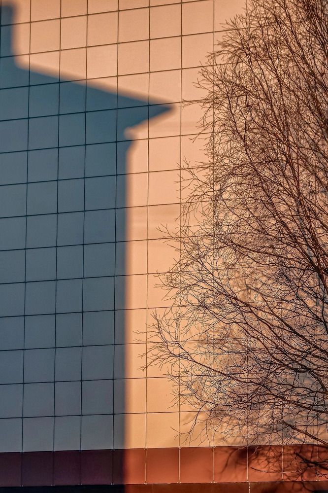 Стена с тенью дерева и здания