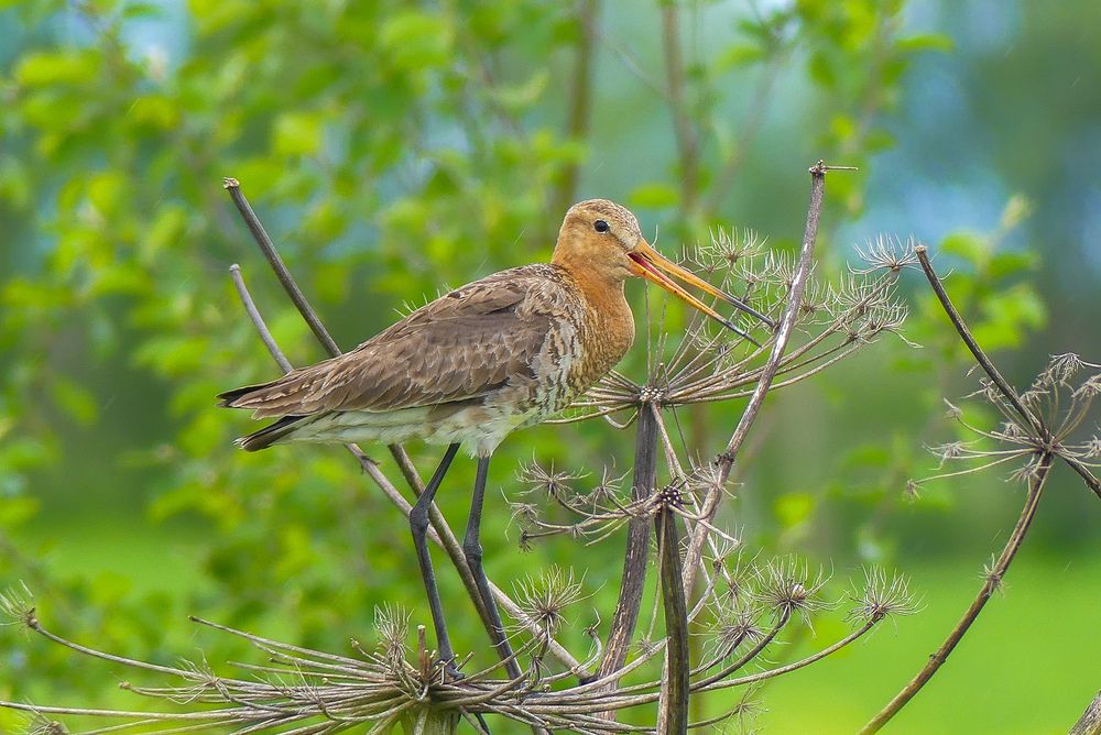Photograph by Ян Адамсон