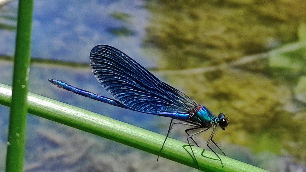 Photograph by Lidija Jevremovic