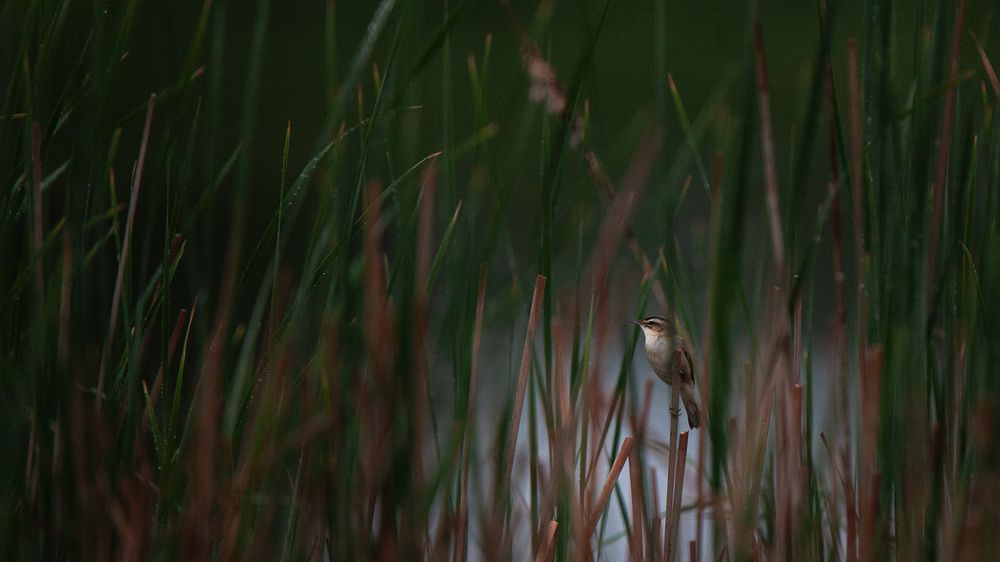 Photograph by Ekaterina Romanova