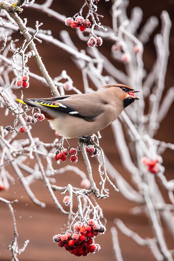 Photograph by Алёна Тиханович