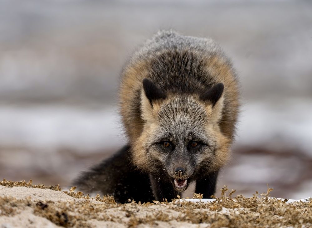 Photograph by Владимир Цветов