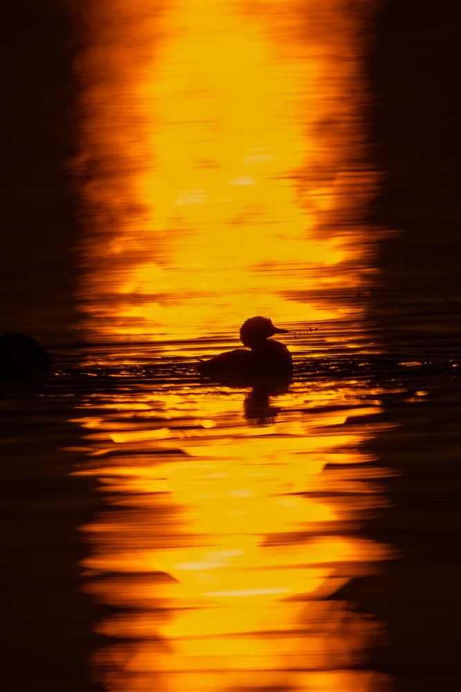 Photograph by DEEPA GIRISH