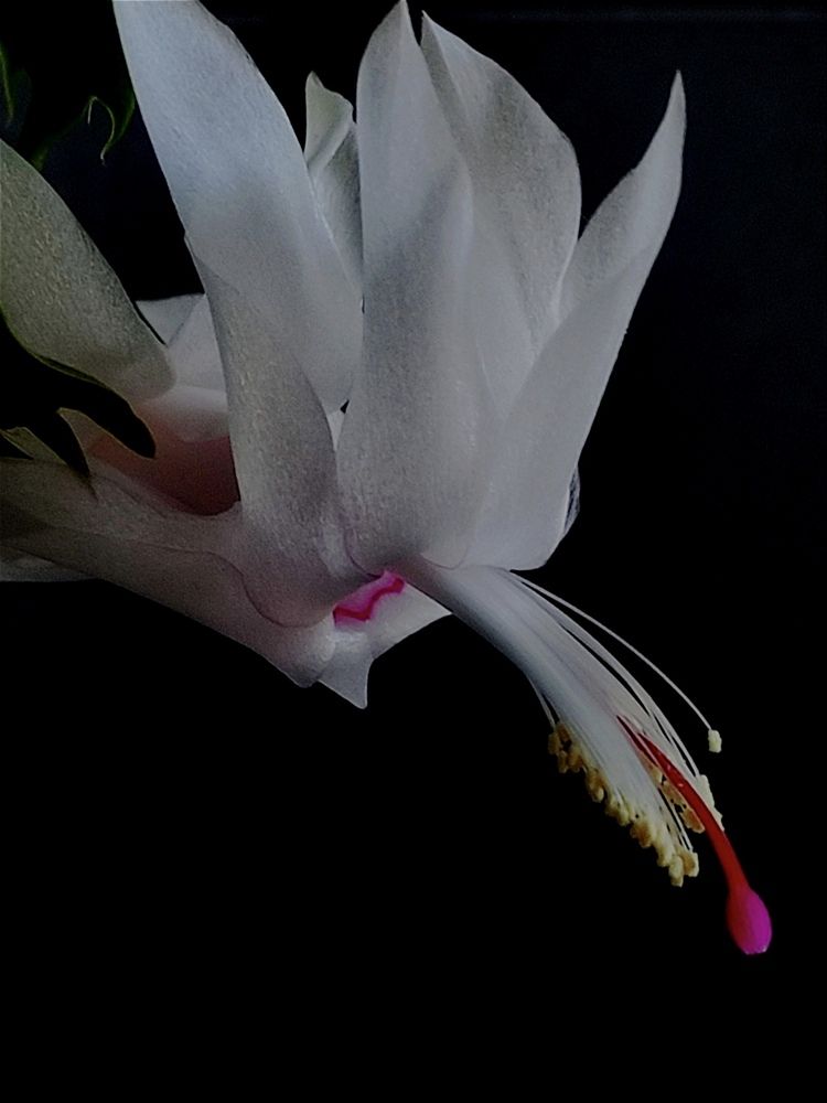 Photograph by Светлана Холодова