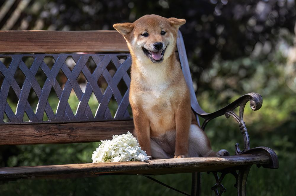 Фотография автора Ольга Фомичева