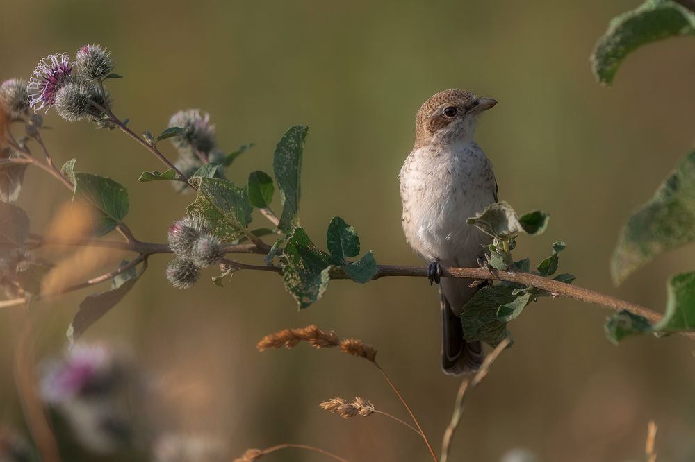 Photograph by Ekaterina Romanova