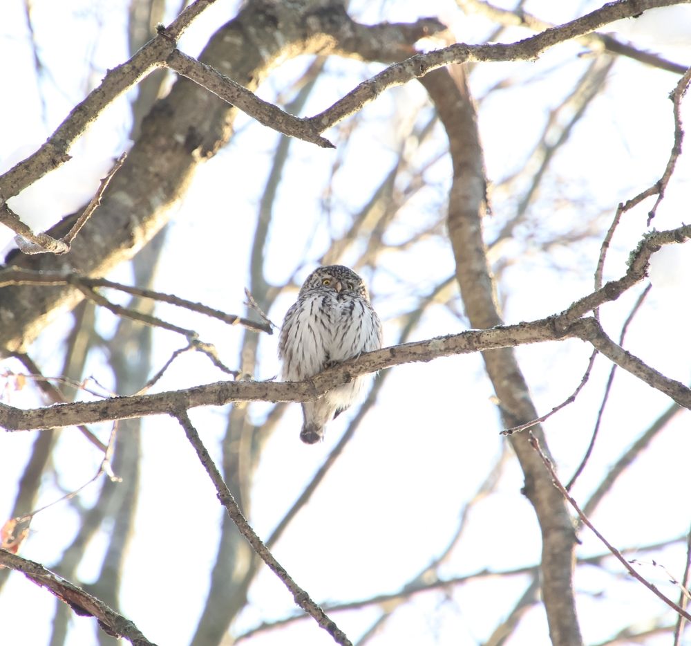 Photograph by Дмитрий Коновалов