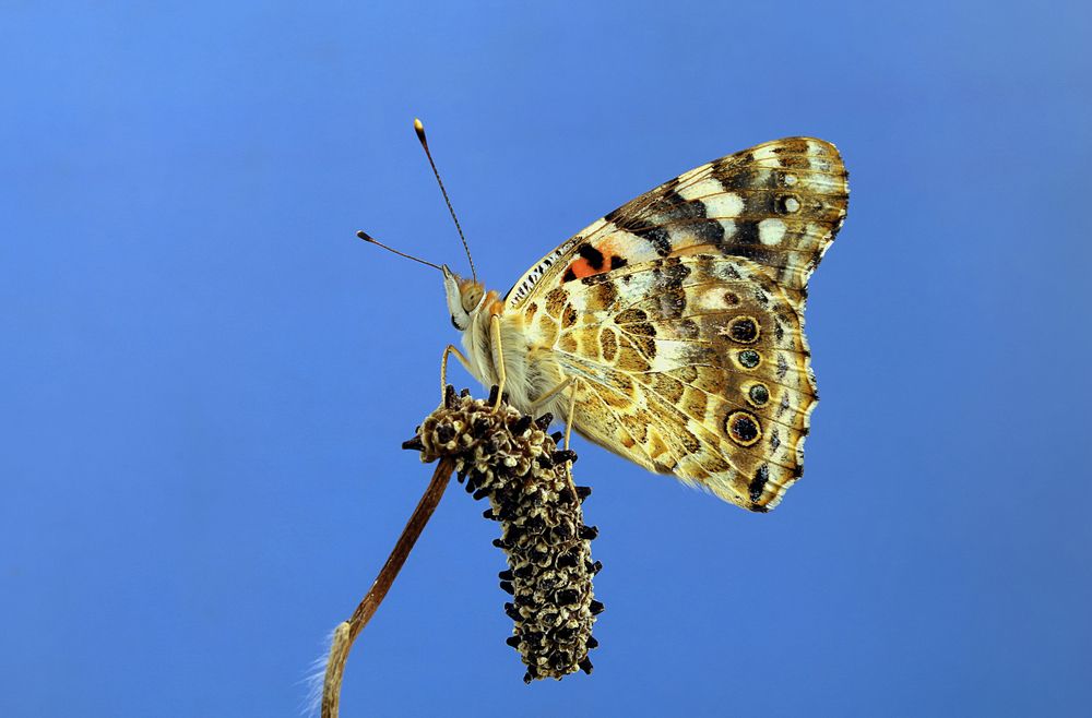 Photograph by cengiz pamuk