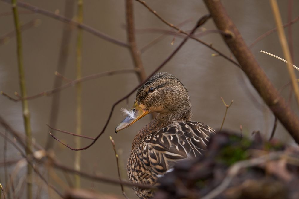 Photograph by Valery Zmachynski