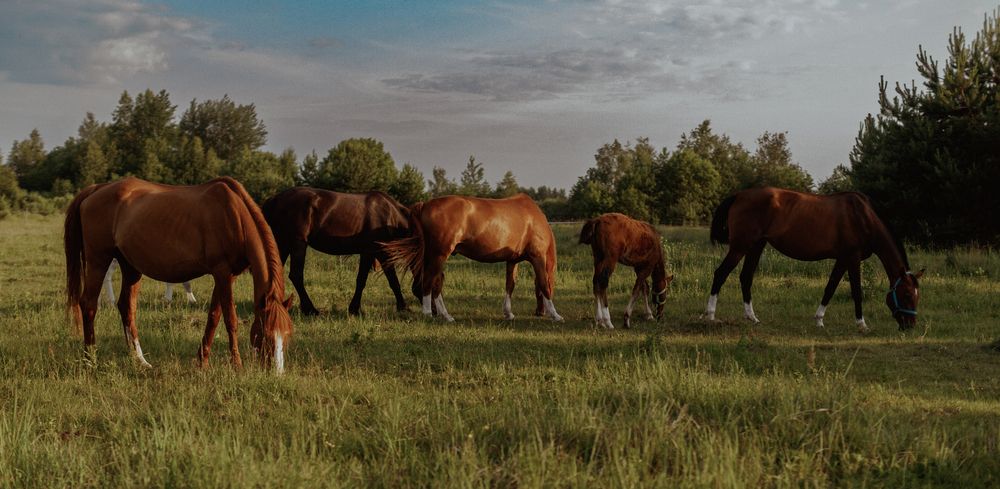 Photograph by Alena Zokinatif Kozlova