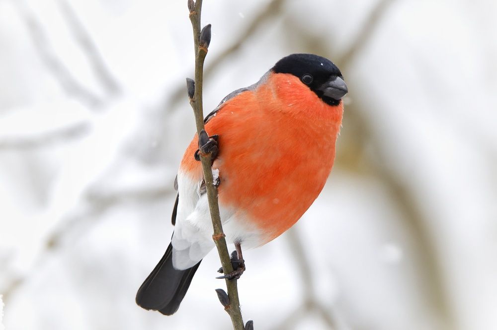 Photograph by Vladimir Freedom