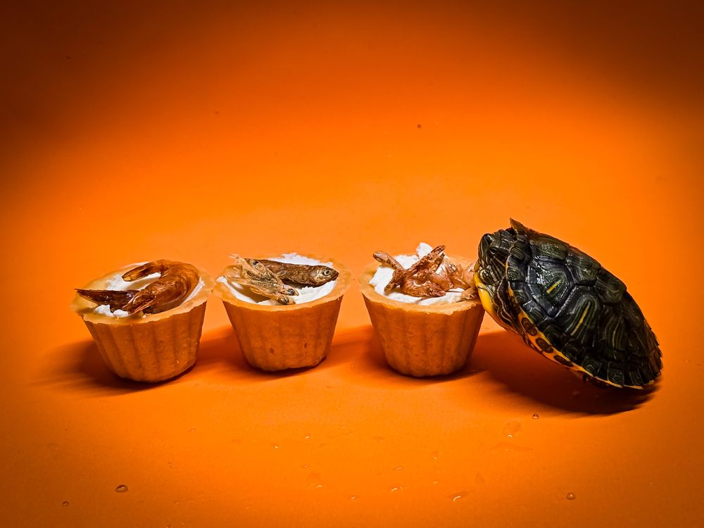 Сложный выбор в "Кафе у черепахи"