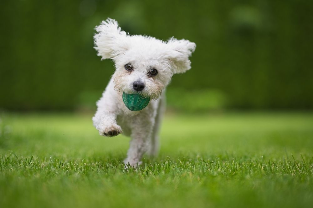 Photograph by Juraj Benčík