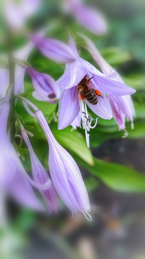 Photograph by Алла Холодова