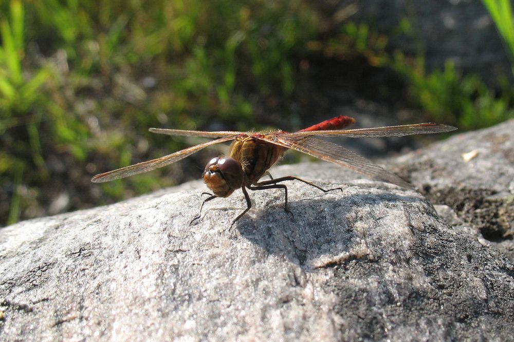 Photograph by Игорь Семеновский