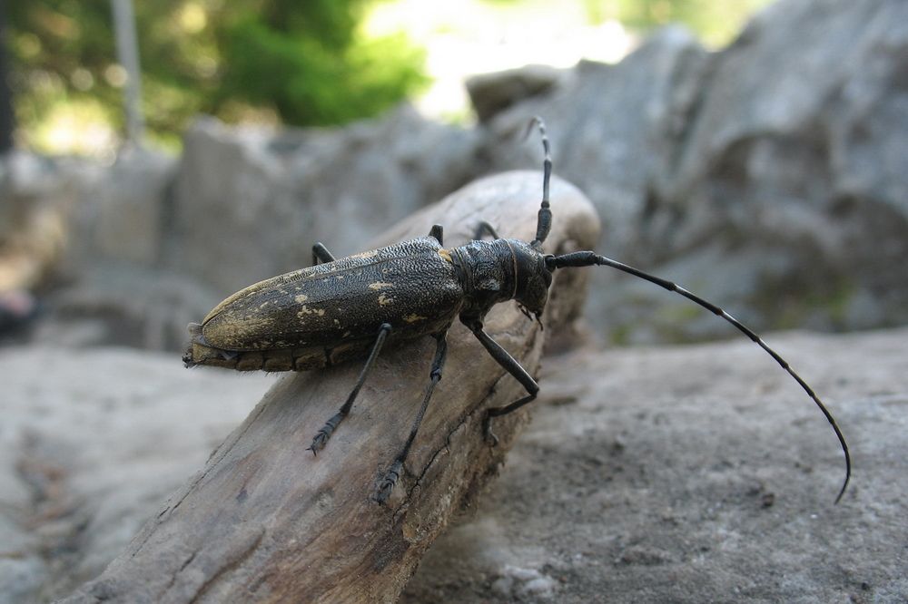 Photograph by Игорь Семеновский