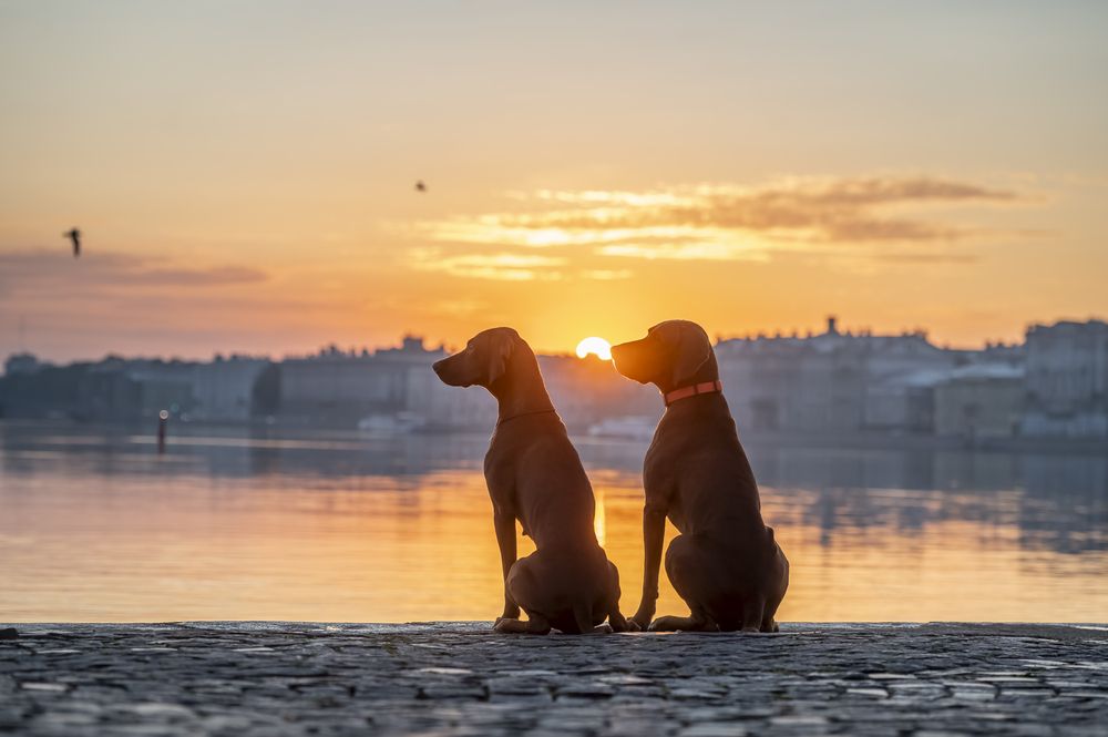 Двое на рассвете.