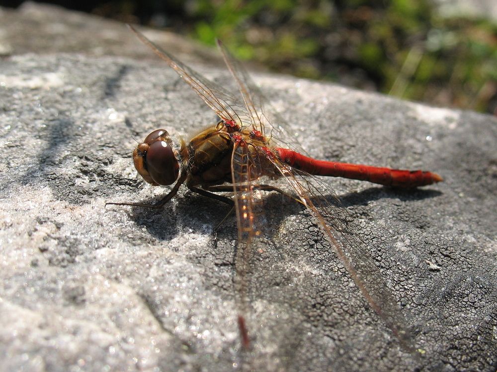 Photograph by Игорь Семеновский