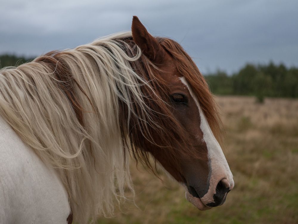 Photograph by Alena Zokinatif Kozlova