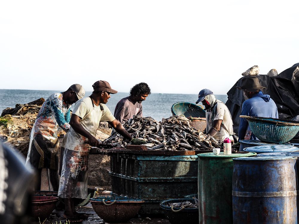 Pescadores de Negombo