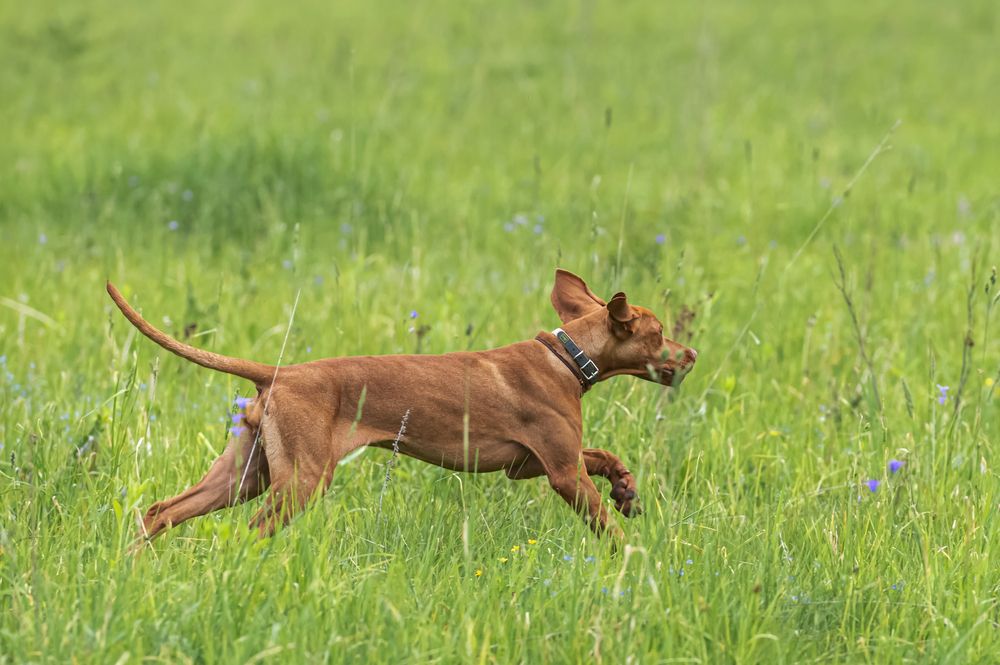 Первая охота.