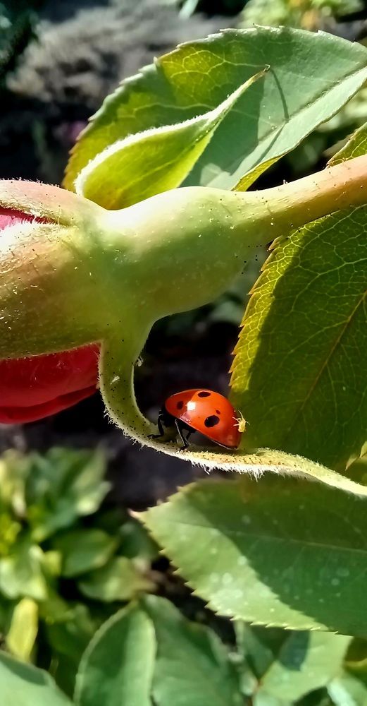 Photograph by Елена Воронова