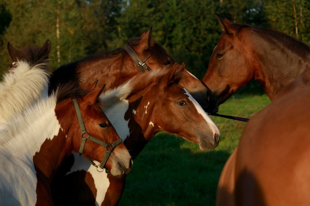 Photograph by Alena Zokinatif Kozlova