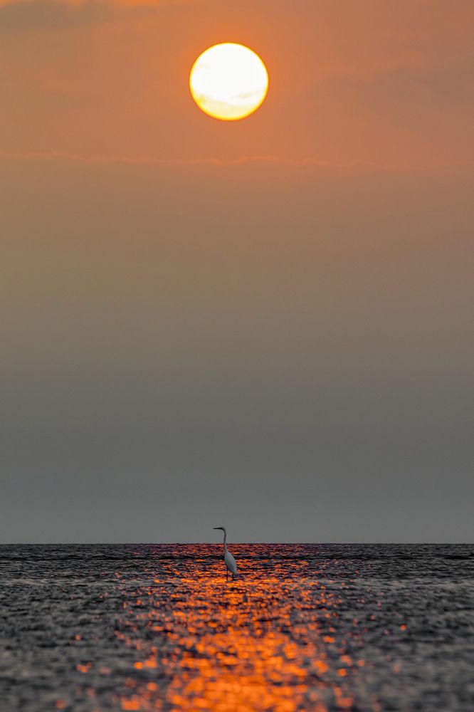 Sunset and the lonely bird