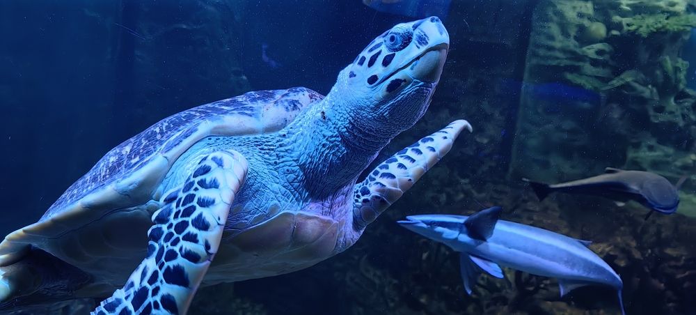 Большая черепаха Тортилла