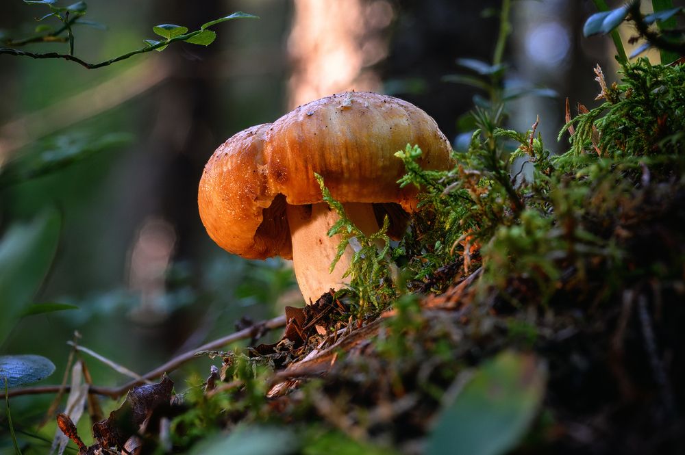 Photograph by Andrey Nuzhdin