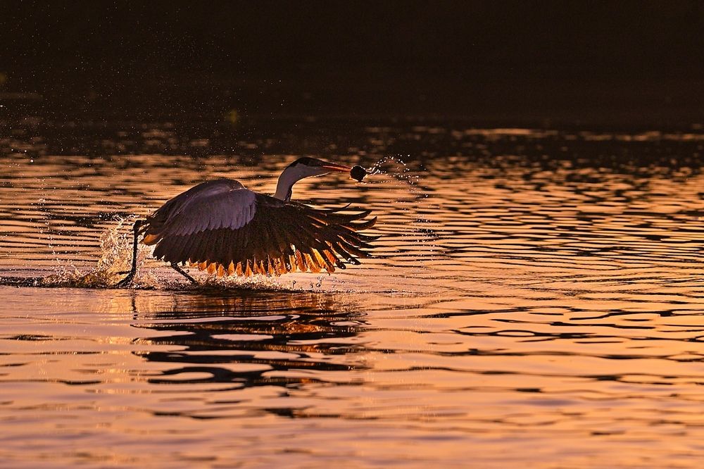 Photograph by Juraj Benčík