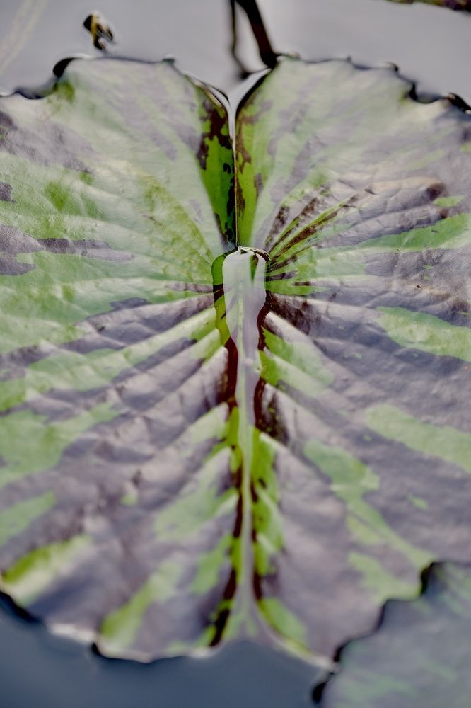 Photograph by Аида Фай