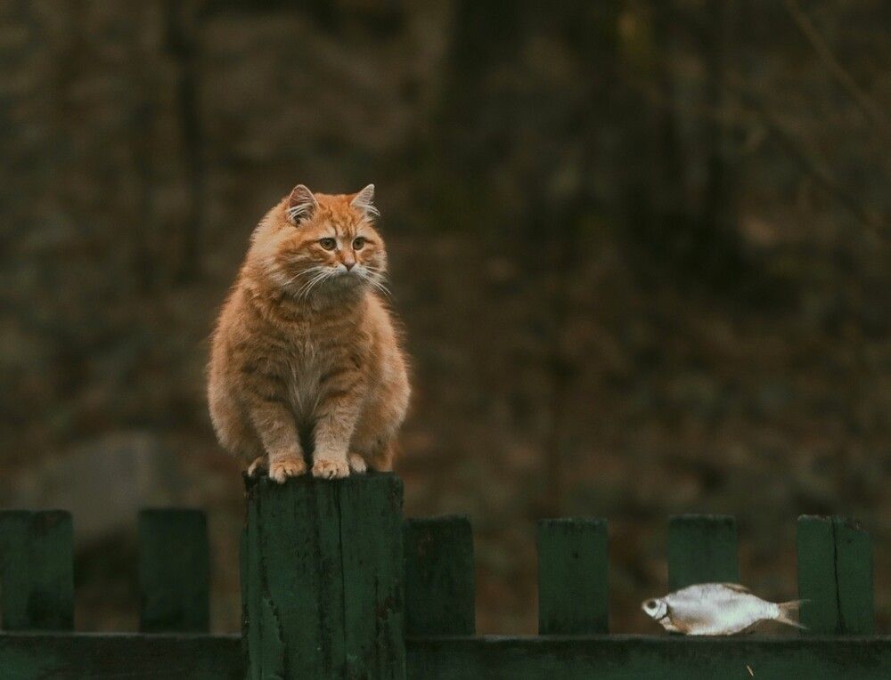 Игра в прятки