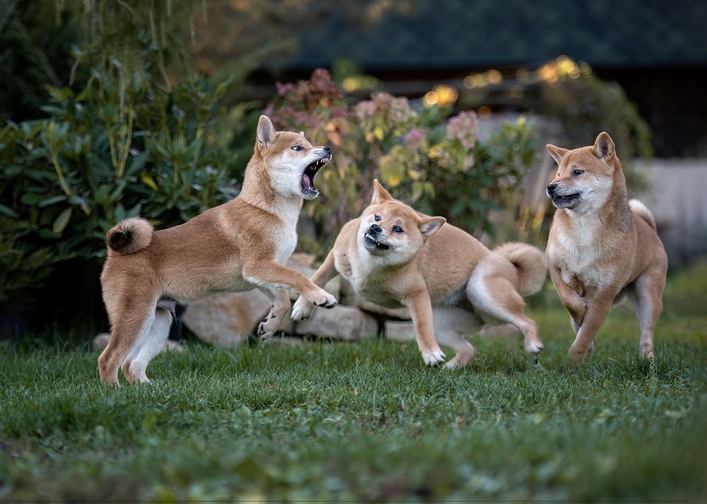 Фотография автора Ольга Фомичева