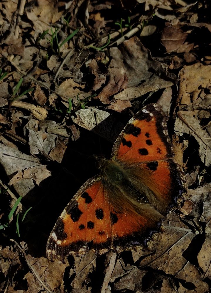 Photograph by Светлана Холодова