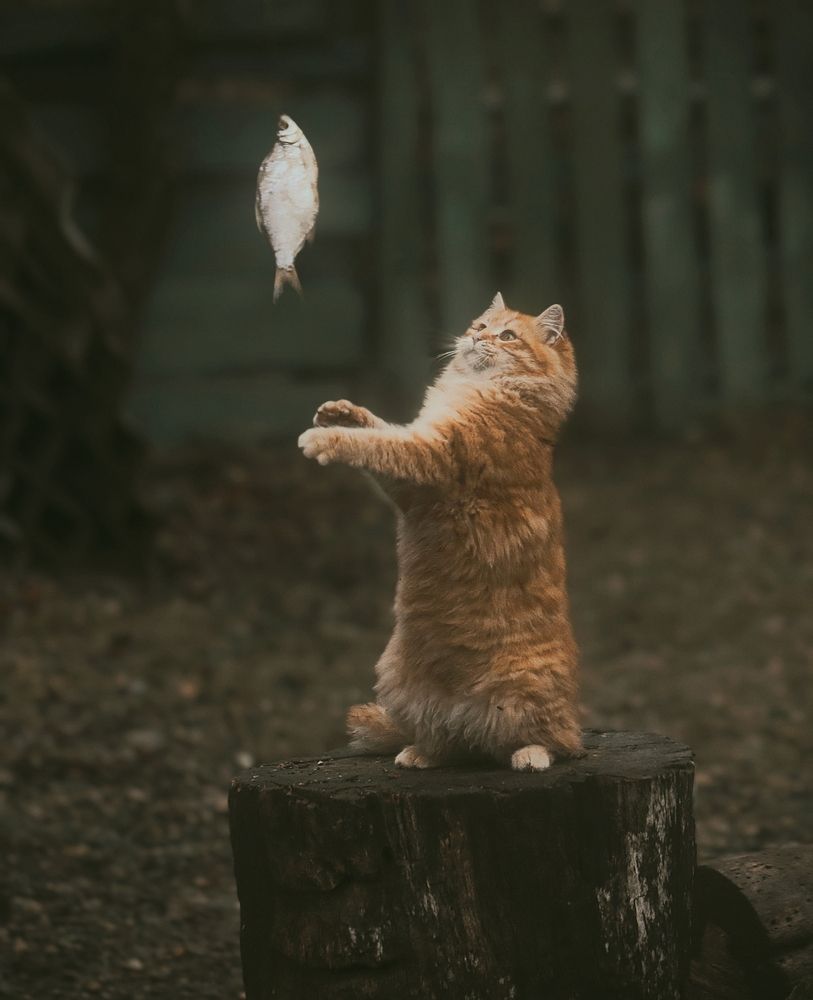 Лети ко мне, моя прелесть