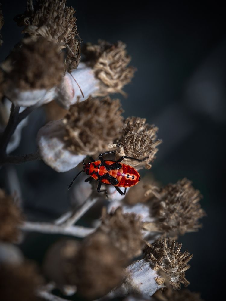 Photograph by Игорь Толкачев