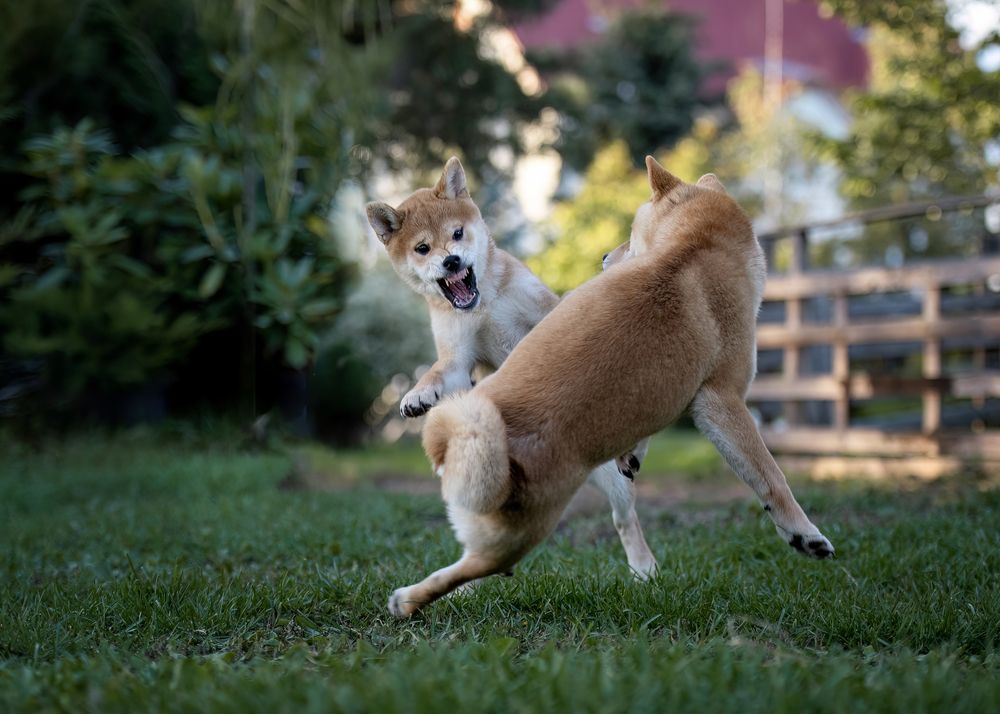 Фотография автора Ольга Фомичева
