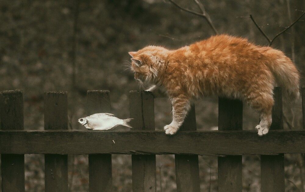 Photograph by Татьяна Полоцкая