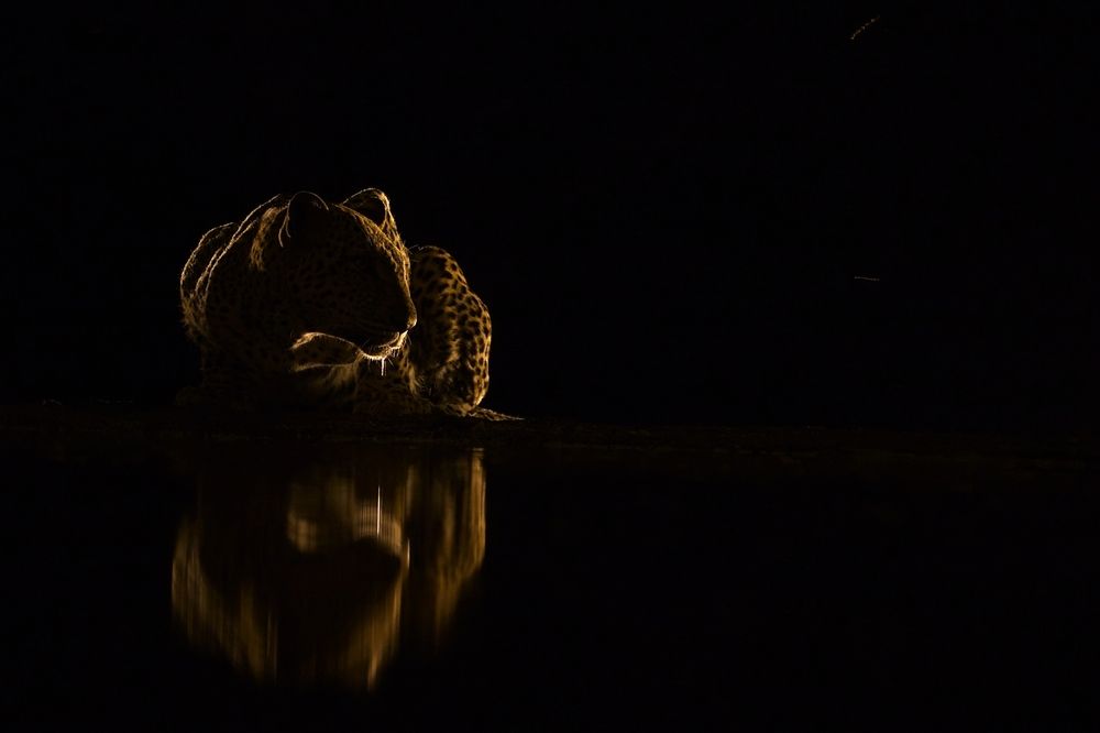 Leopard at night