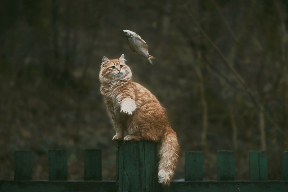 Ловись рыбка большая и маленькая
