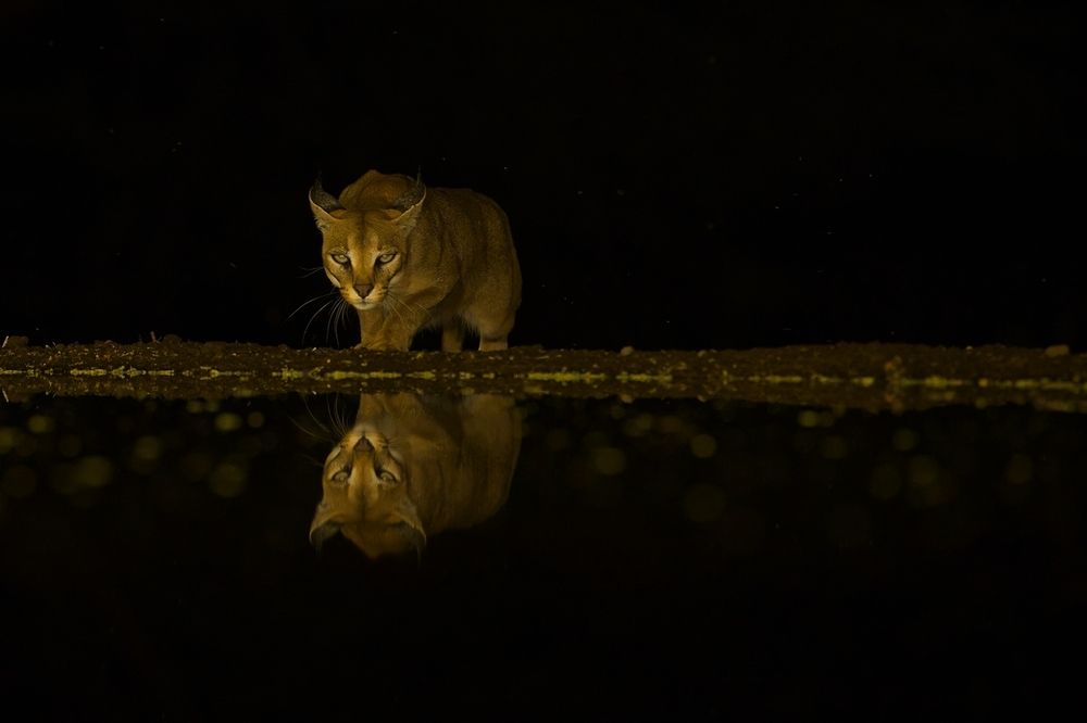 Caracal at night