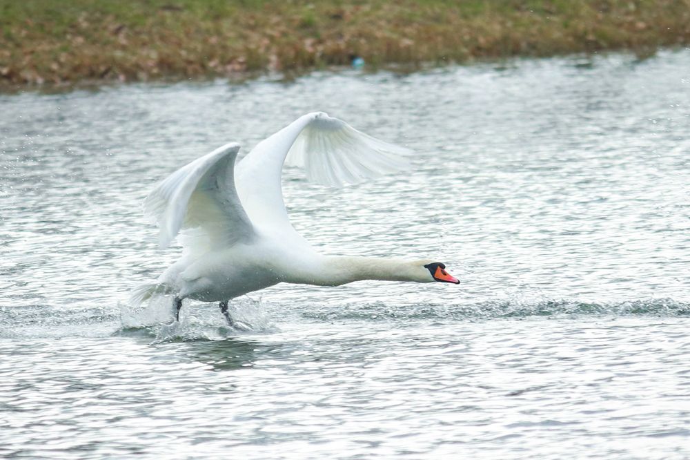 Лебеди на водоеме